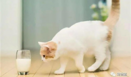 吃瓜爆料谭竹胖猫,揭秘娱乐圈的“吃瓜”风云